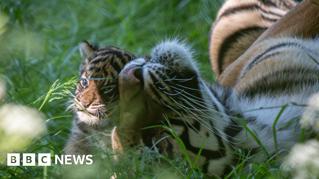 Rare tiger cub from litter of four dies