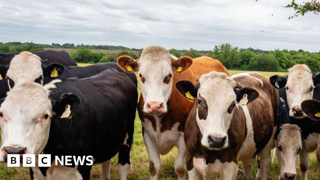 Bluetongue restriction relief for some farmers
