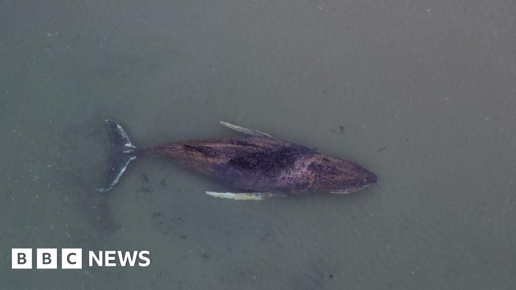 Danes try to tow dead whale from island beach after failed German rescue