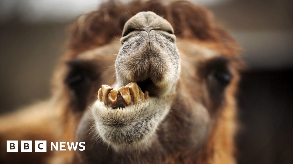 Unhurried Camel Unlikely Source Of Russian Train Delays Bbc News