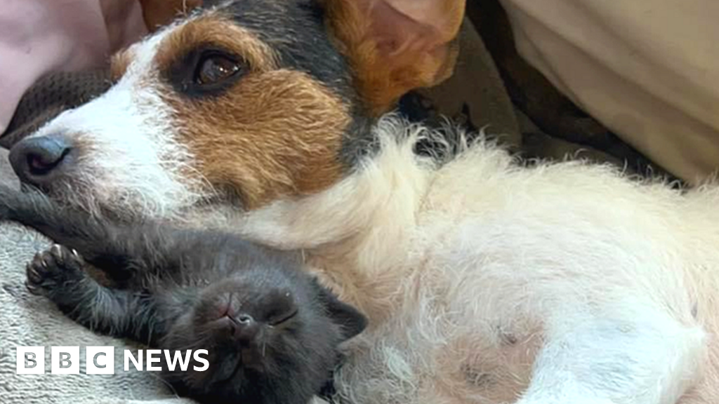 Why did a dog in Newmarket end up nursing a litter of kittens?