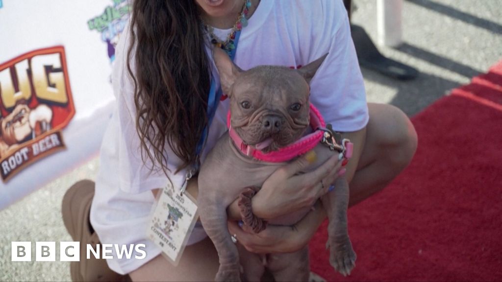 Watch: 'World's Ugliest Dog' crowned in California
