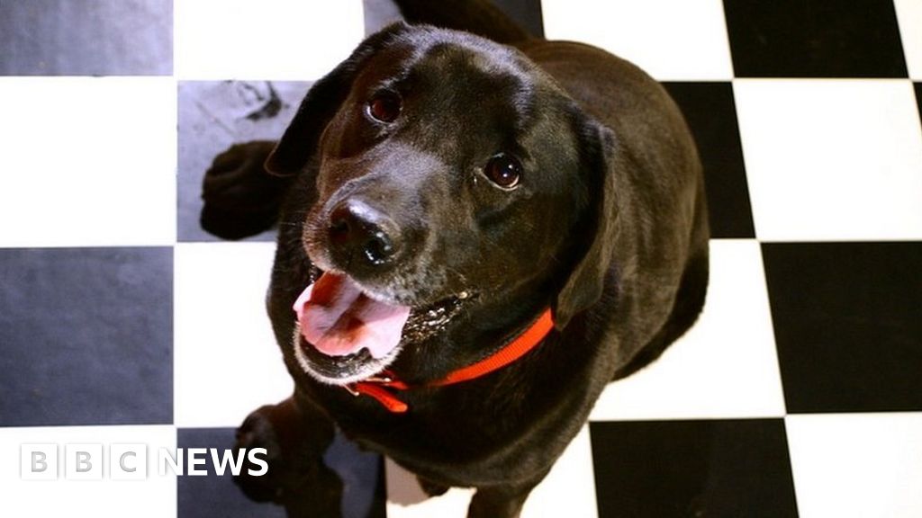 Give tenants a right to pets, says Labour