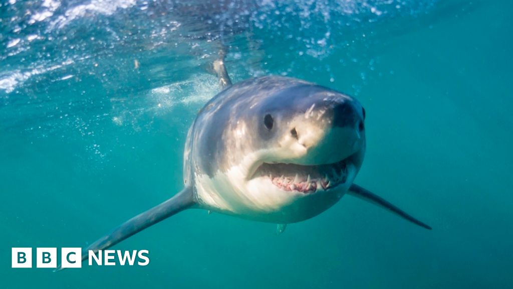 Наблюдателите на акули в Южна Африка отново в действие, когато големите бели се завръщат