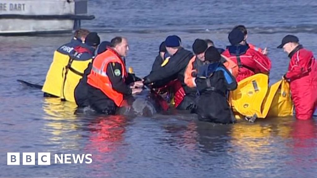 Stranded River Thames Whale 'evoked Huge Public Response' - BBC News