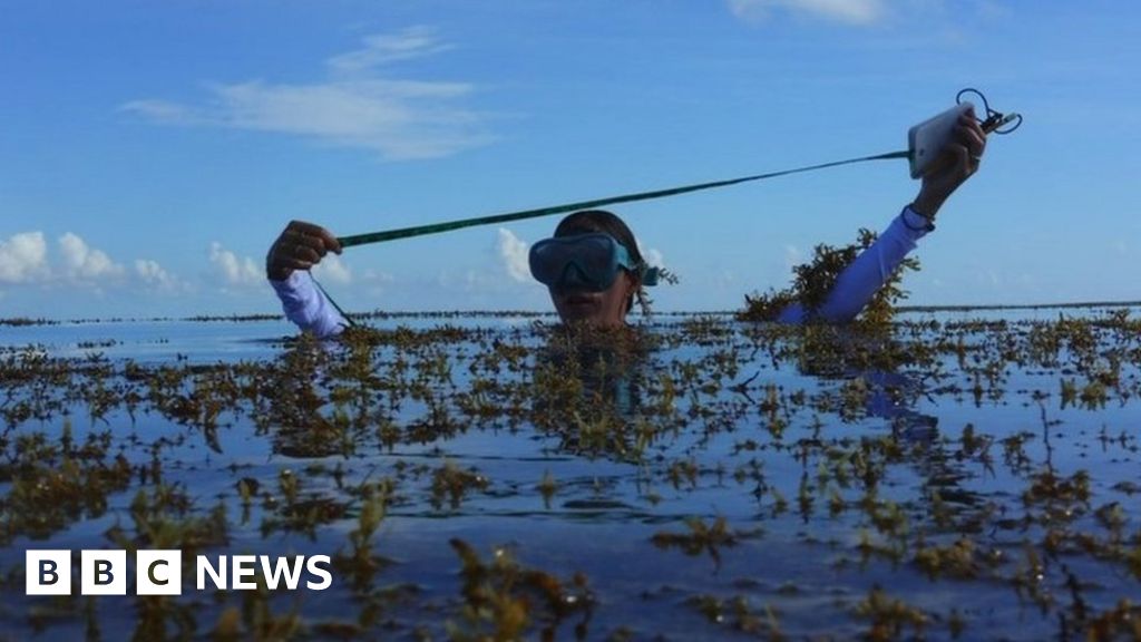 Climate change: Can an enormous seaweed farm help curb it?