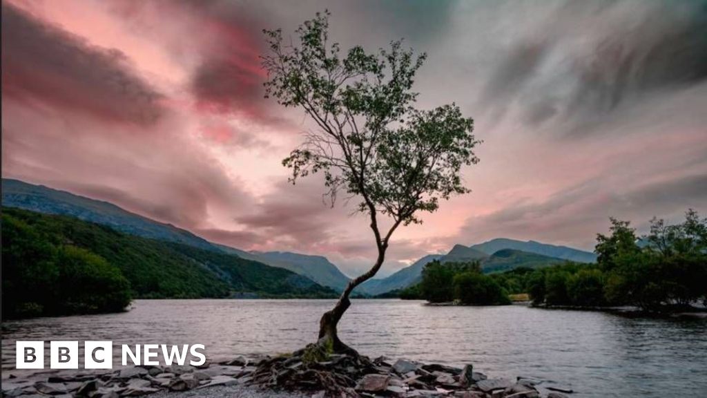 bbc.co.uk - Chris Wood - Instagram star Eryri's Lonely Tree could disappear in next decade - BBC News