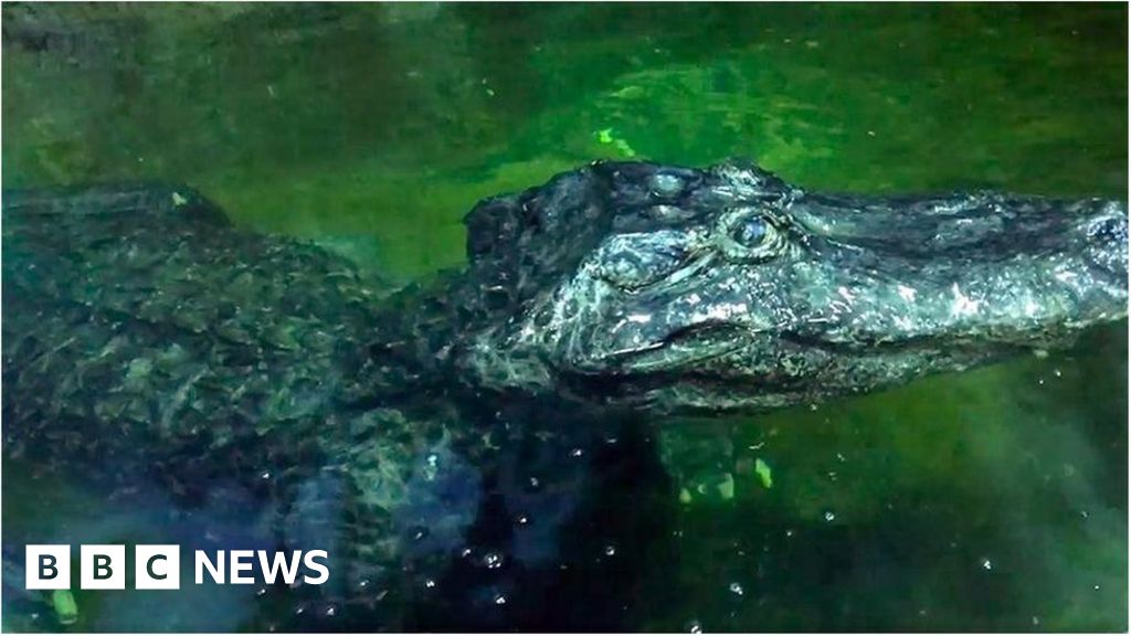 Battle of Berlin survivor Saturn the alligator dies in Moscow Zoo
