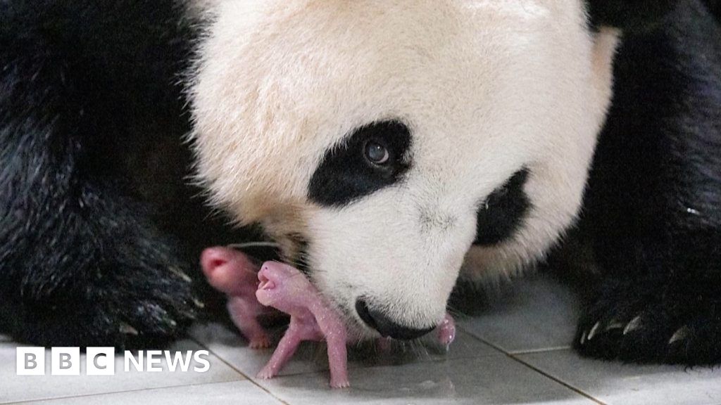Watch: First ever panda twins born in South Korea