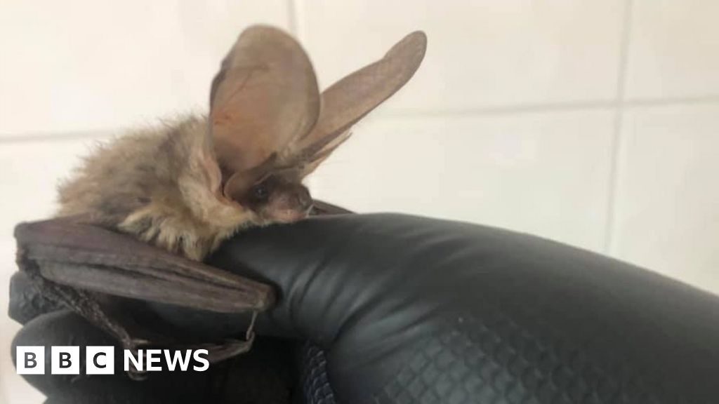 Heatwave may have killed 'generation' of baby bats BBC News