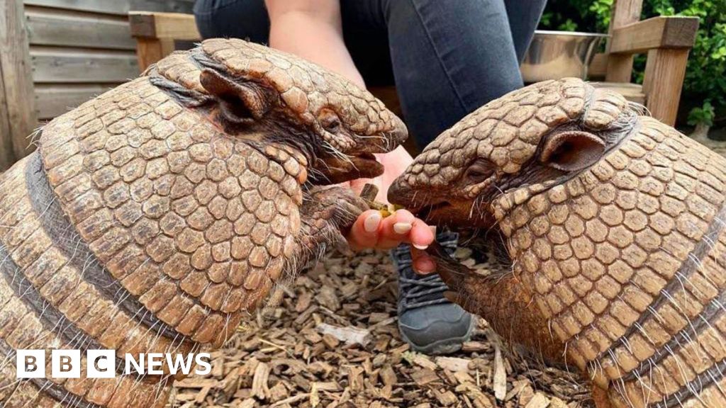 Telford Exotic Zoo armadillos celebrate 19th birthdays
