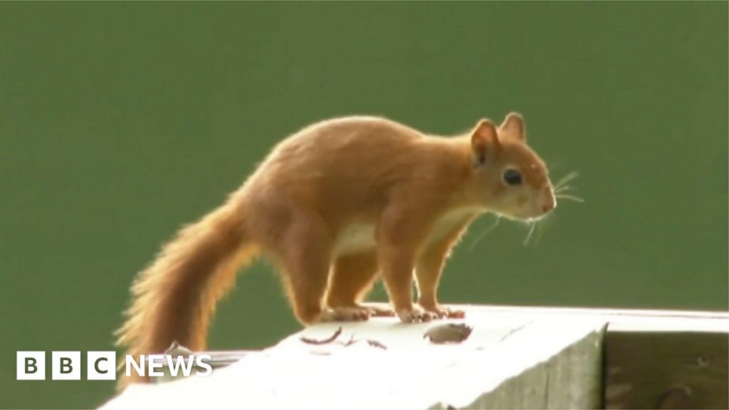 First Baby Red Squirrels Born At Yorkshire Arboretum - BBC News