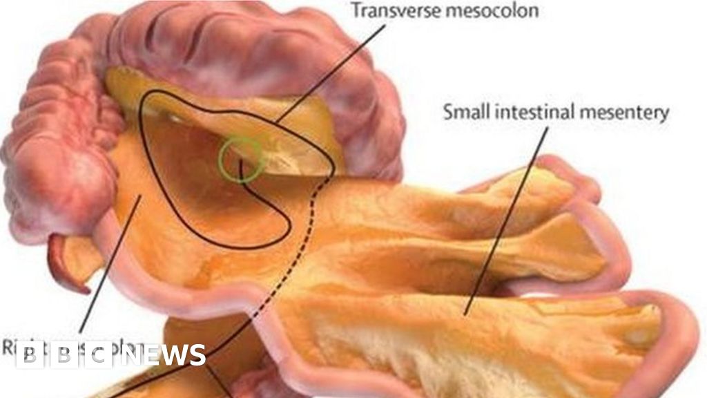 New Organ Named In Digestive System Bbc News