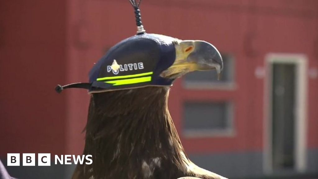 Dutch Police Fight Drones With Eagles Bbc News