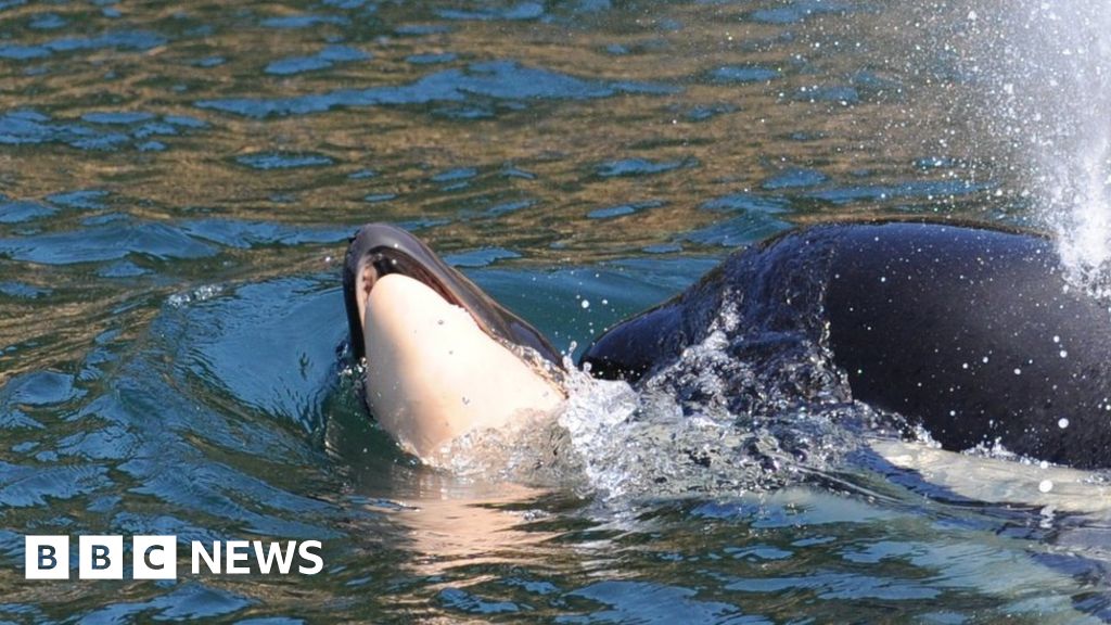 Tahlequah: Killer whale who carried dead calf for days is pregnant