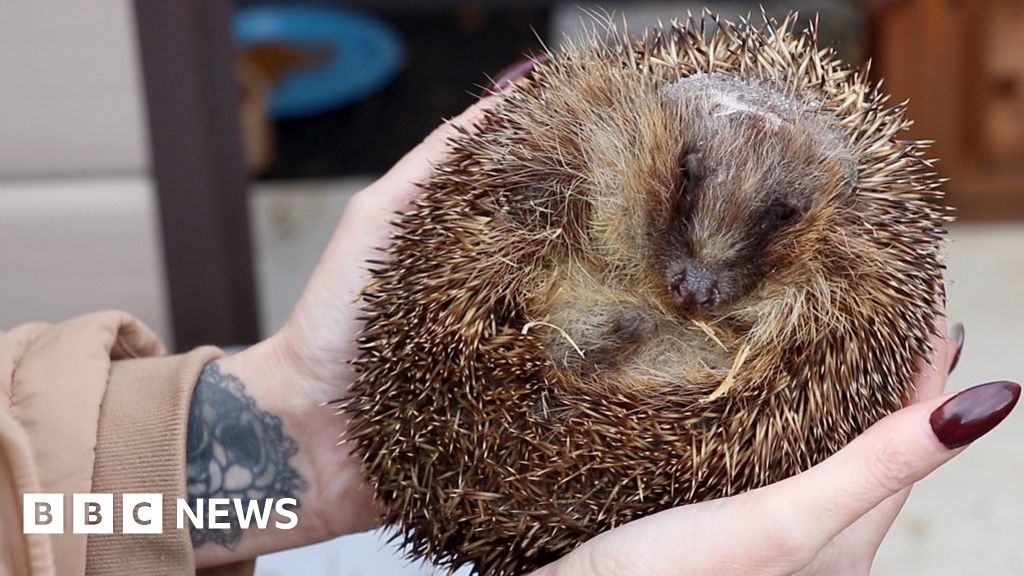 Sunderland animal rescue centre finds foster homes for hedgehogs - BBC News