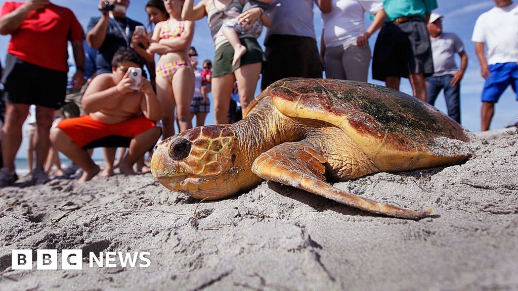 Why plastic is a deadly attraction for sea turtles