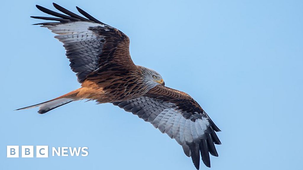 Galloway red kite trail helps birds back from extinction BBC News