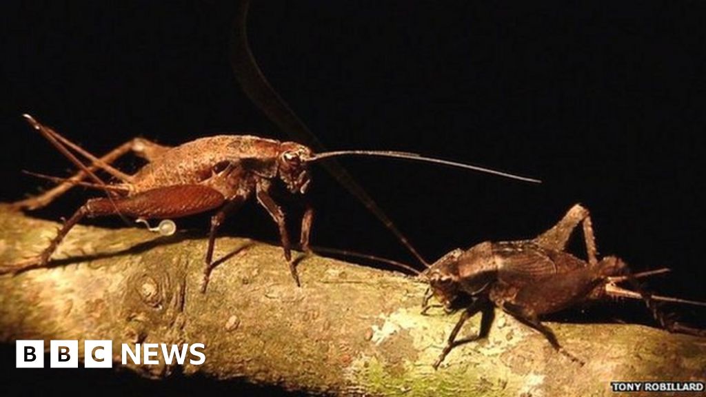 Cricket's chirp may have 'predatory roots' BBC News