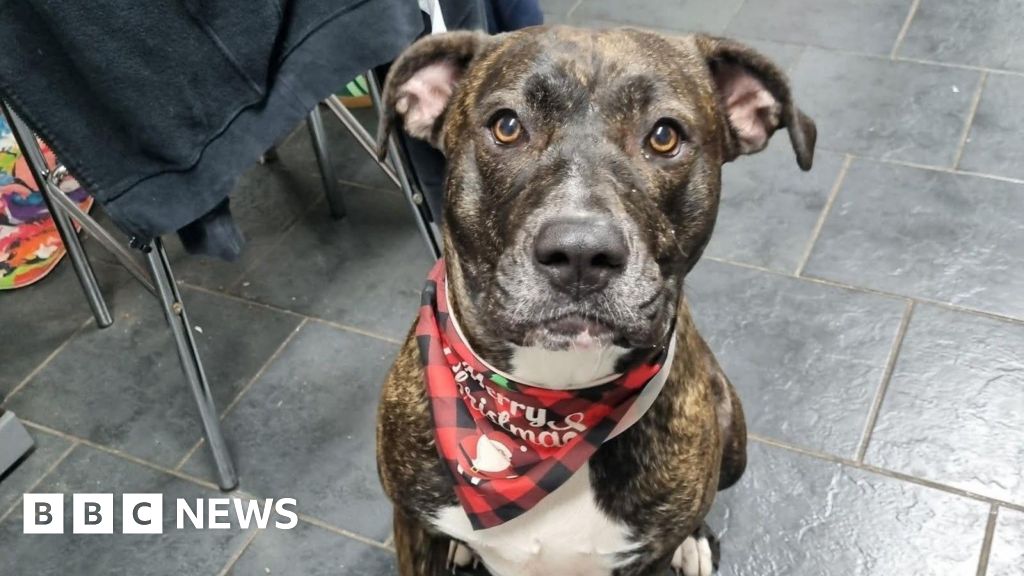 Dog dumped with fly-tipped rubbish finds a new home in Redditch