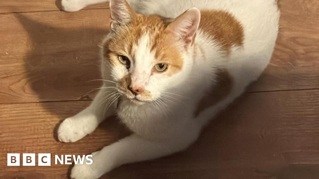 'Famous' cat has his own book and is social media star