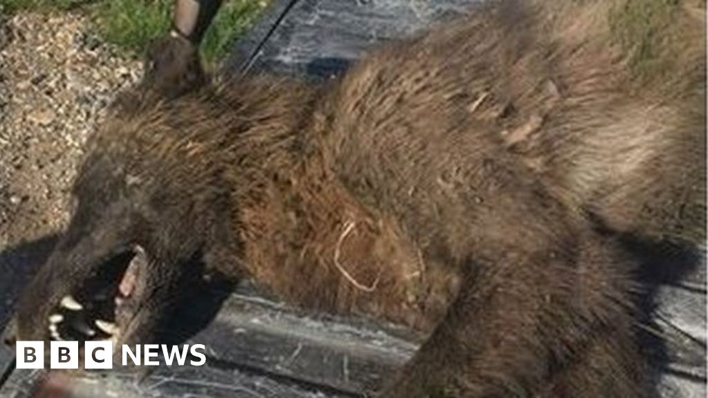 Wolf-like' creature shot near Montana ranch puzzles experts - BBC News
