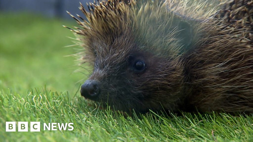 Hedgehog hospital launches own 'ambulance' for stricken creatures - BBC ...