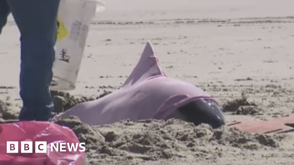 Eight dolphins dead after washing ashore in New Jersey