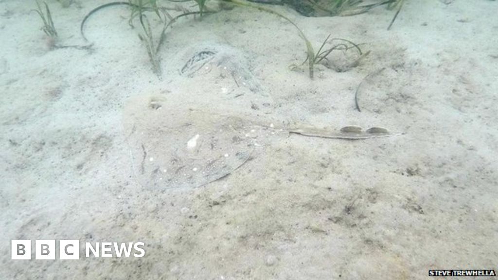 Studland Bay undulate rays footage is found in Dorset - BBC News