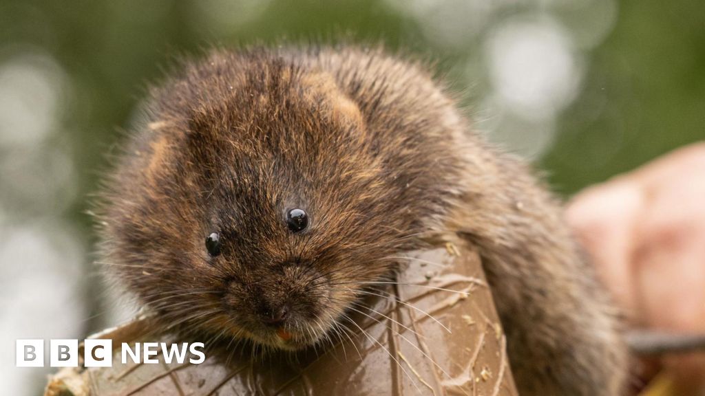 Water voles return to reserve after 40 years