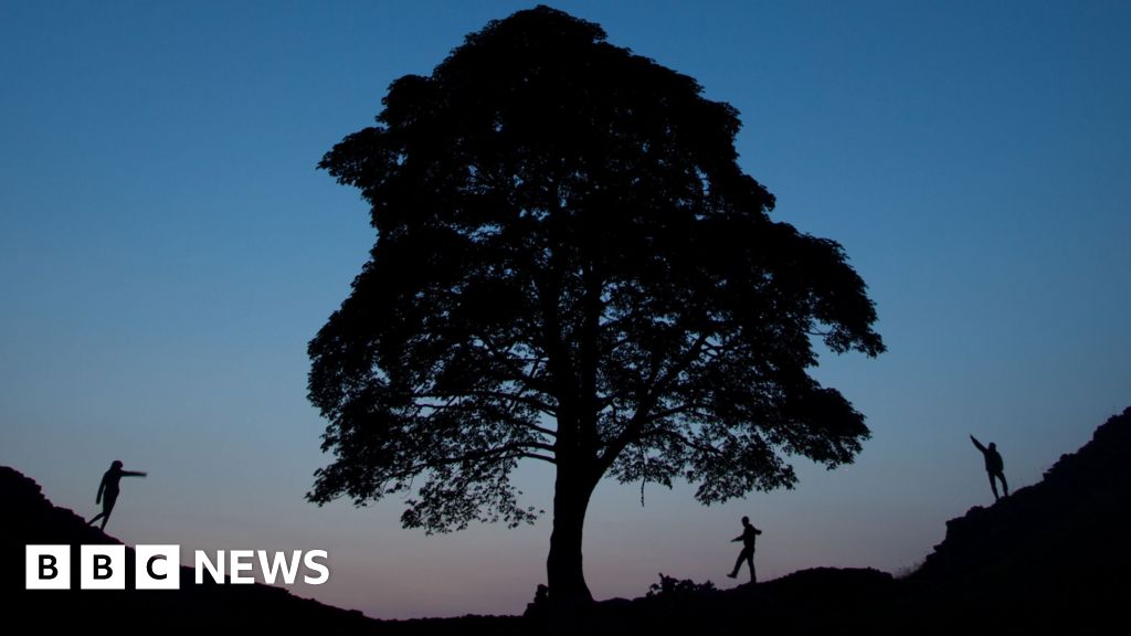 'Huggable' piece of Sycamore Gap tree to go on permanent display