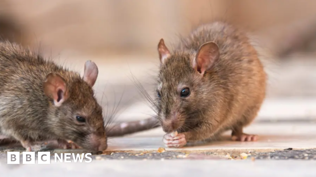 Reading food warehouse fined over 'severe' rat infestation