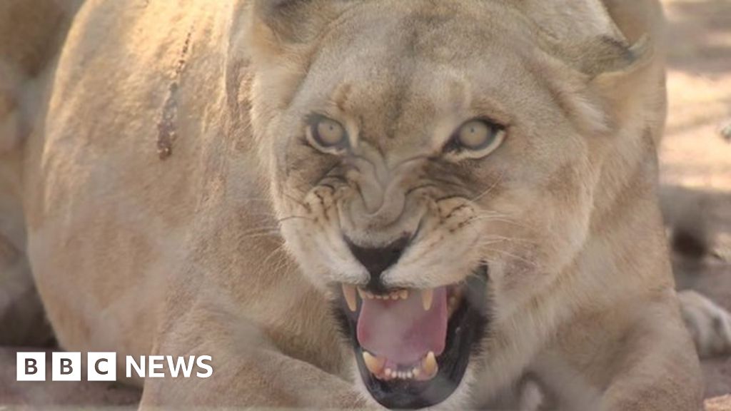 Calls to ban 'canned lion hunting' in South Africa - BBC News