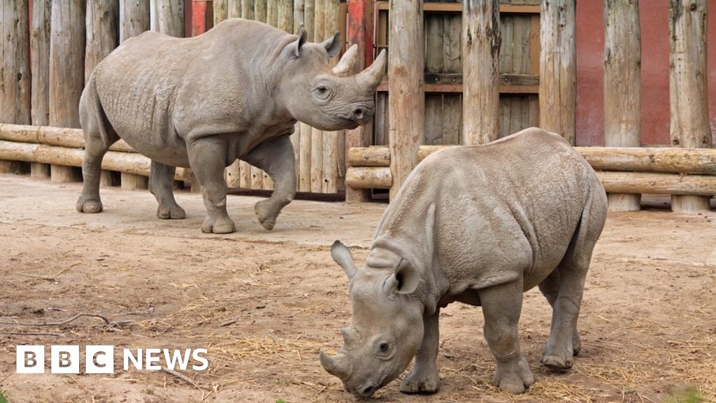 What are the most endangered animals in the world? - BBC News