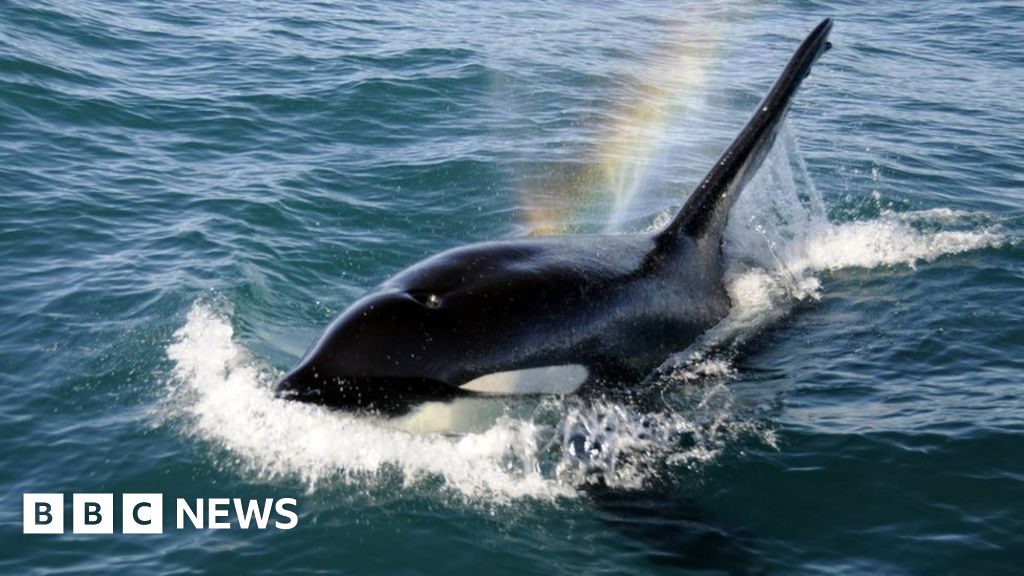 Excitement ahead of Caithness and isles orca watch event BBC News
