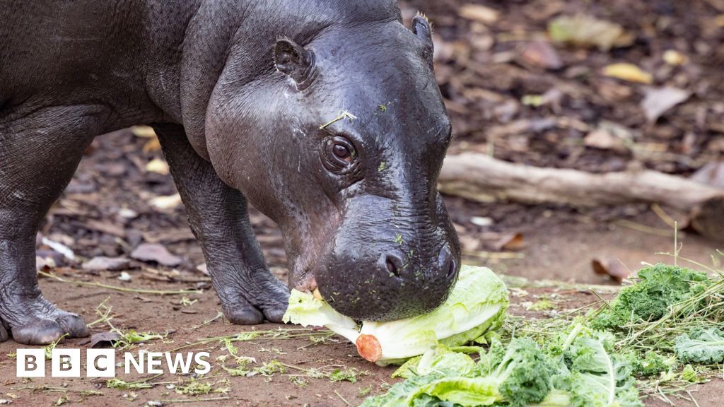 London Zoo animals enjoy feast for market’s 50th anniversary