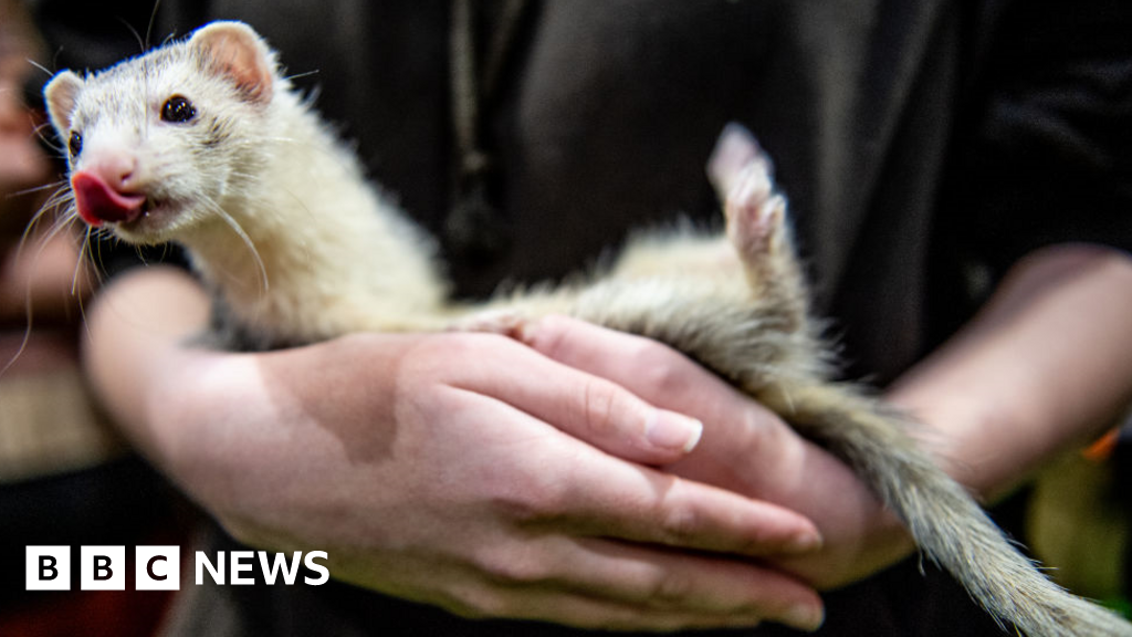 Hockley Ferret Rescue centre's future at risk amid homes plan