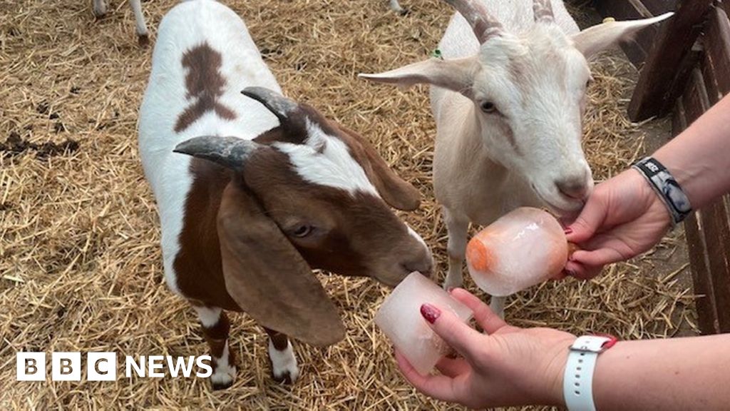 UK heatwave: Carrot lollies keep animals cool in Warwickshire