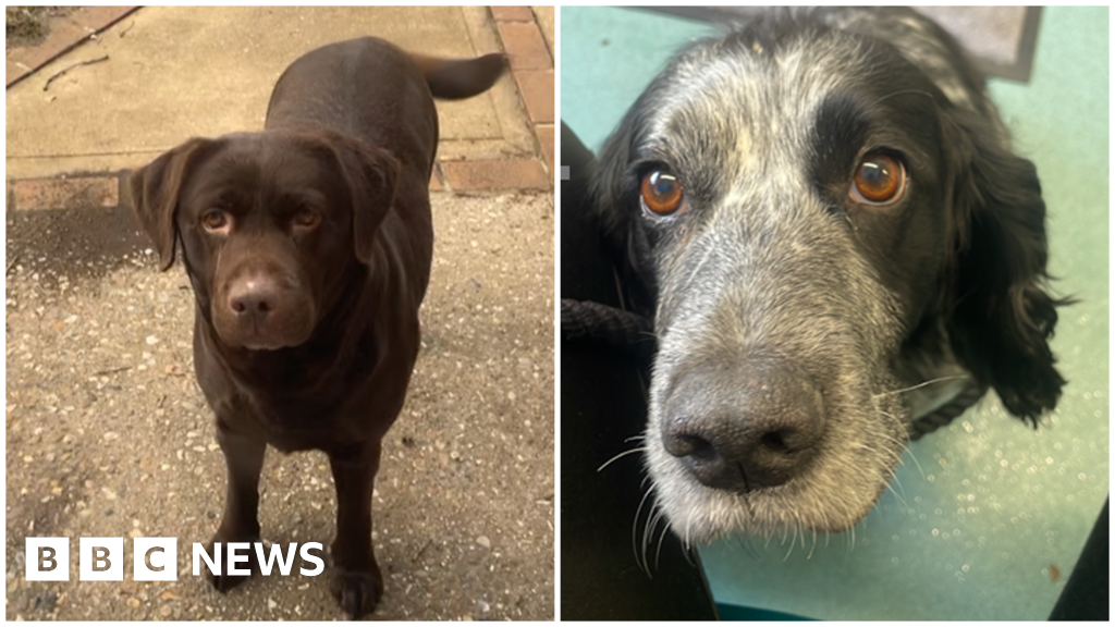 Owners devastated after dogs stolen from home in Great Leighs