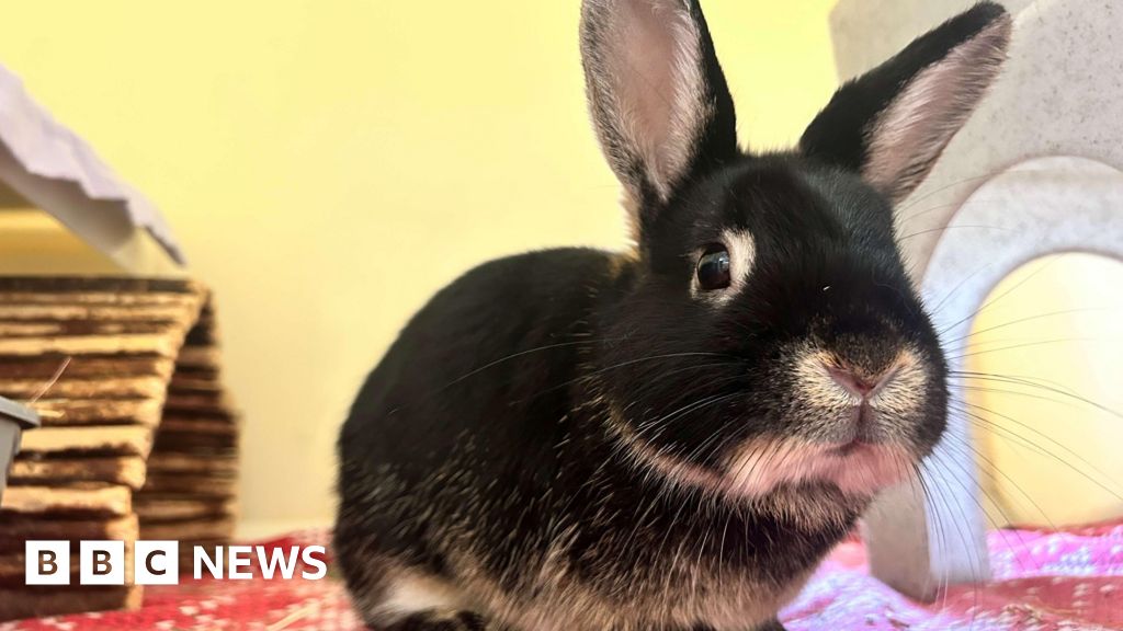 Labour politician wants training courses for rabbit owners in Wales