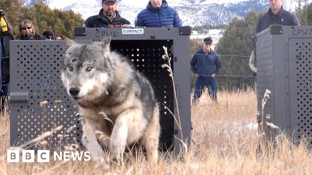 Rocky Mountains: Moment wolves are reintroduced into Colorado wilderness