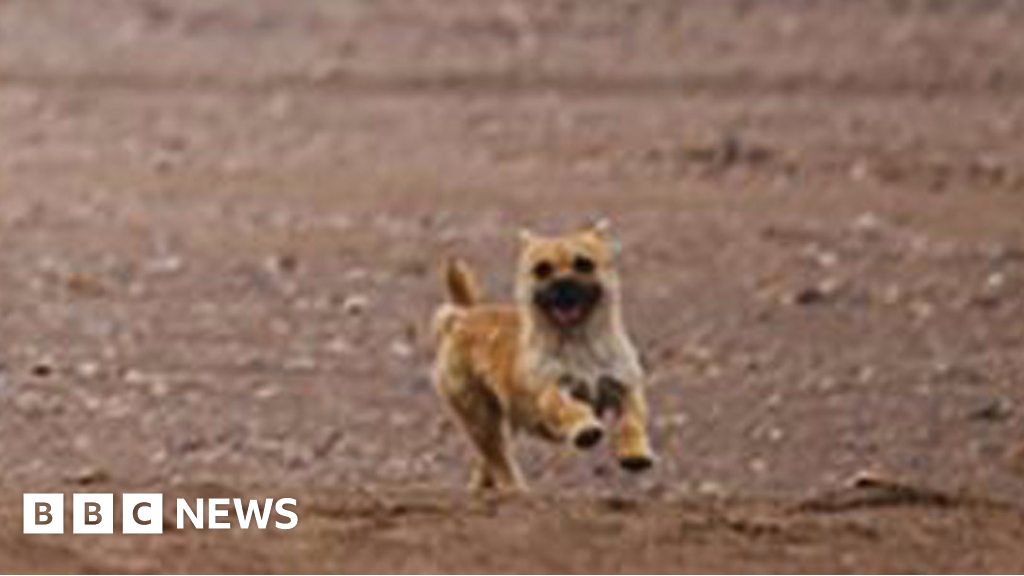 Meet Gobi the dog - BBC News