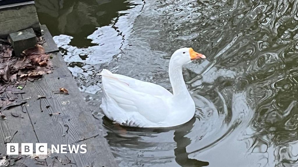 bbc.co.uk - Helen Burchell - Cambs house buyers warned of 'resident goose' called Gary - BBC News
