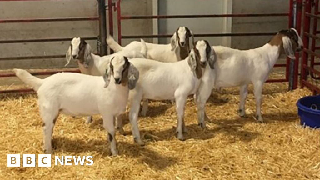 Gene editing to produce 'super dad' livestock - BBC News