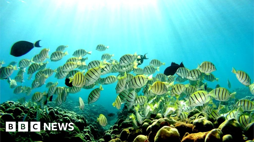 Hawaii to ban certain sunscreens harmful to coral reefs BBC News