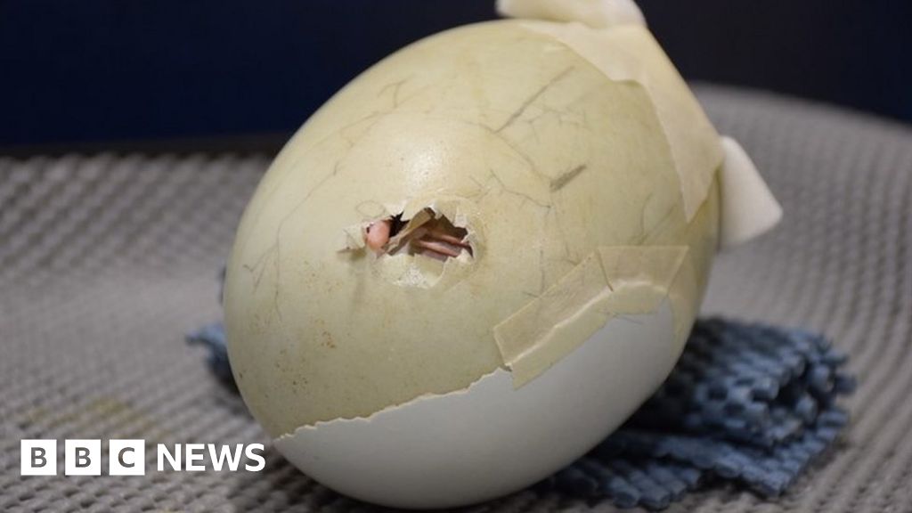 Masking Tape Saves Endangered Kiwi In New Zealand c News