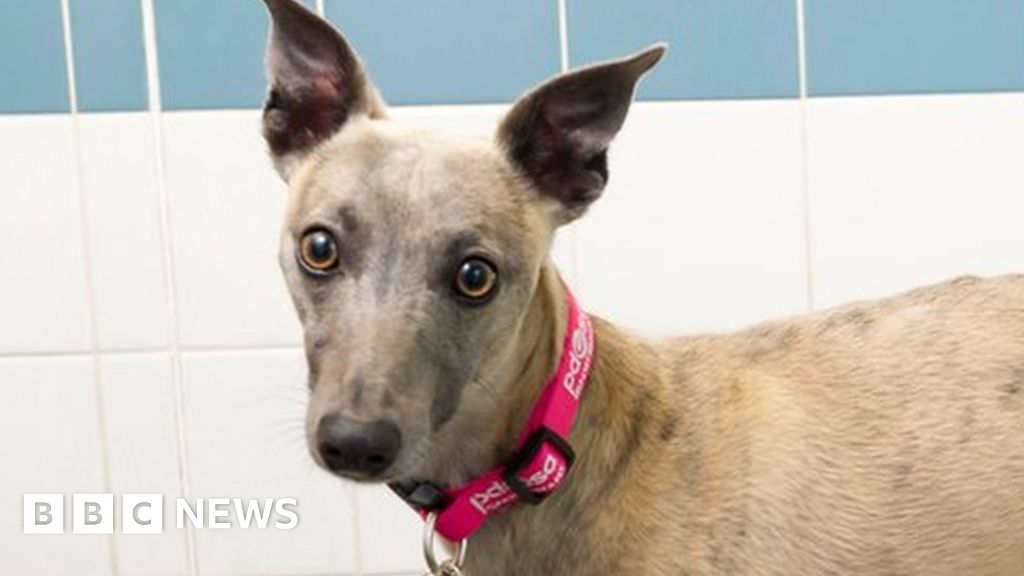 Bradford whippet eats bag of ecstasy tablets BBC News
