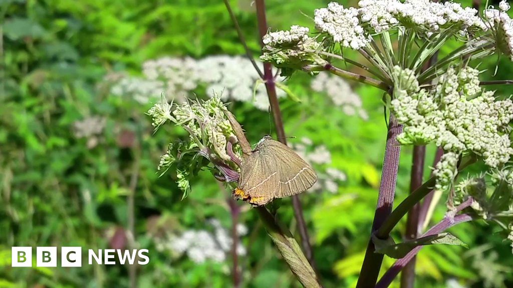 Rare butterfly spotted in Scotland after 133 years BBC News