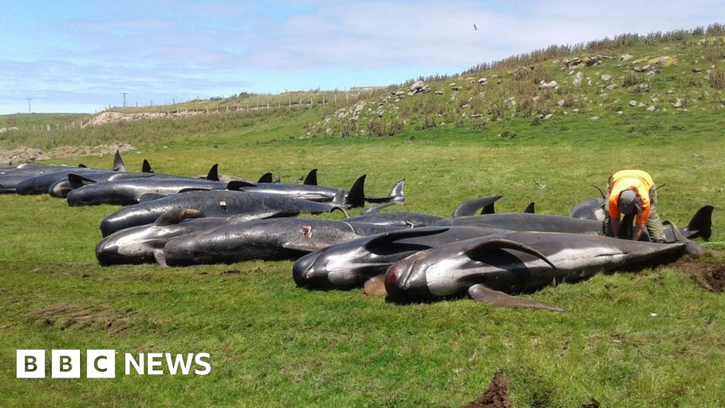 New Zealand whales: Authorities to move 300 carcasses - BBC News