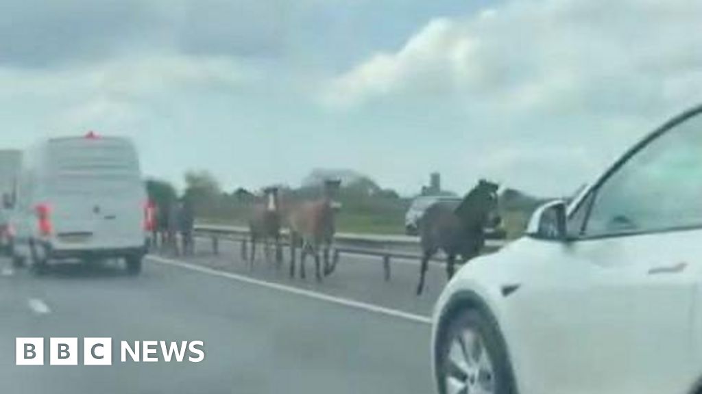 Horses loose on carriageway of major road in Dorset